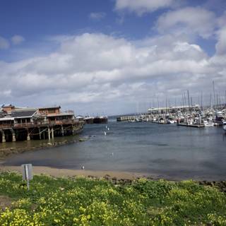 Harbor Daydreams in Monterey, 2024