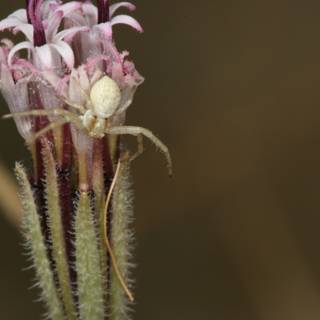 Garden Spider on Wild Flower