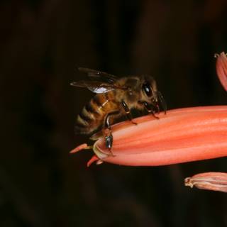 Buzzing on a Flower