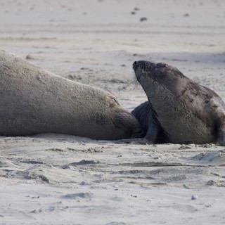 Elephant Seal Pup with Adult on Sandy Beach