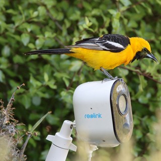 Hooded Oriole Perched on Security Camera