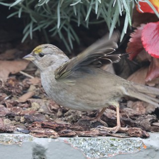 Golden-crowned Sparrow Foraging Among Autumn Leaves