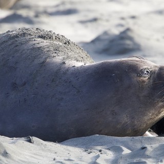 Elephant Seal Resting on Sandy Beach at Drakes Beach