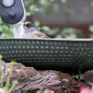 Golden-Crowned Sparrow Perched at Garden Birdbath