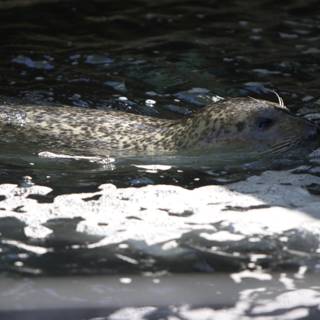 Graceful Seal in the Clear Blue Water