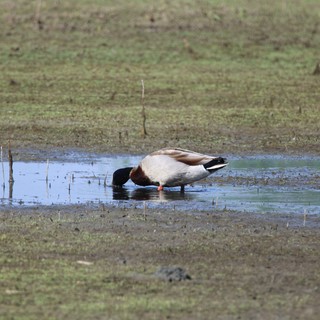 Common Shelduck Foraging in Shallow Wetland Waters
