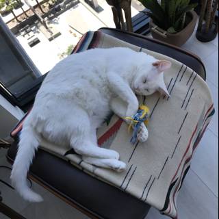 White Cat Relaxing on a Chair with Toy