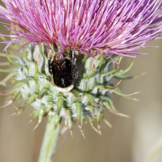 Bumblebee Foraging on Purple Thistle Bloom