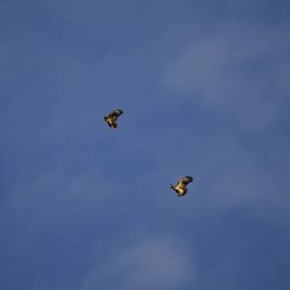 Aerobatic Duo in the Skies of Lake Merced