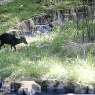 Goat Grazing by the Stream