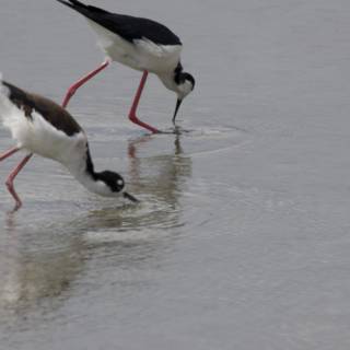 Graceful Foragers