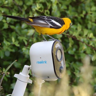 Hooded Oriole Perched on Security Camera