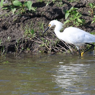Snowy Egret Foraging at Water's Edge