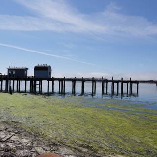 Algae-Covered Pier on a Clear Day