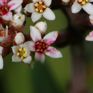 Spring Blossoms