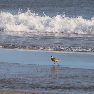 Shorebird Strolling Along Pacific Coast at Drakes Beach