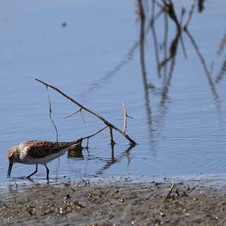 Dunlin Shorebird Foraging in Shallow Wetland Waters