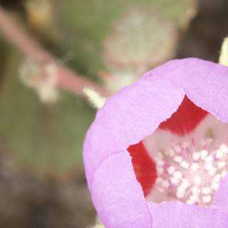Vibrant Purple Geranium Blossom