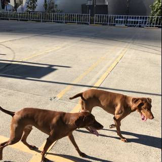 Two Ridgeback Dogs Strolling Through LA