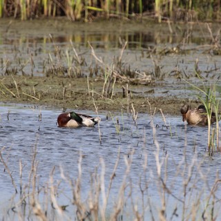 Canvasback Drake and Hen in Flooded Wetland Habitat
