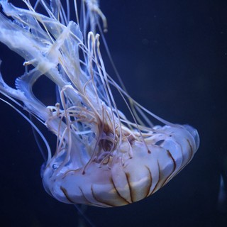 Ethereal Pacific Sea Nettle Drifting in Deep Blue