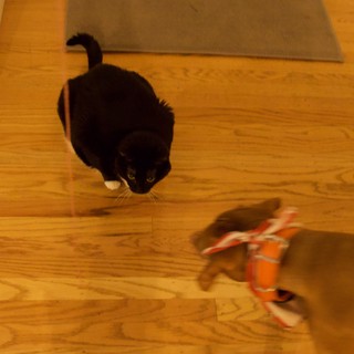 playful, focused, cozy