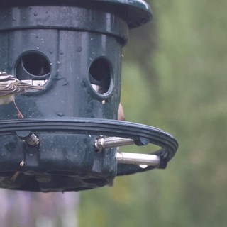 American Goldfinch at Green Tube Bird Feeder