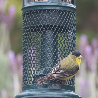 Lesser Goldfinch Perched at Backyard Bird Feeder