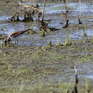 Killdeer Foraging in Shallow Wetland Waters
