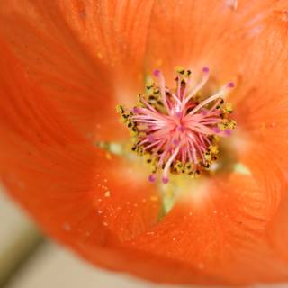 Radiant Orange Lily