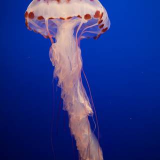 Serenity in Suspension: Majestic Jellyfish