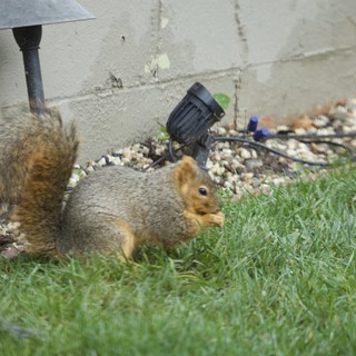 Fox Squirrel Foraging in Suburban Garden Setting