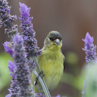 Lavender Perch