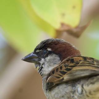 Serenity Amongst the Leaves: A Sparrow's Respite