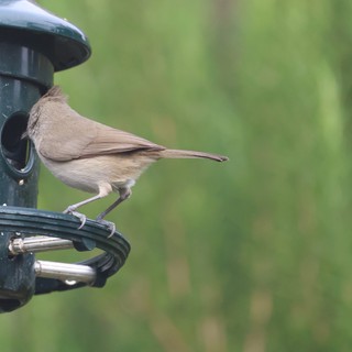 Blackcap Perched on Green Bird Feeder