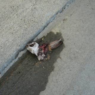 Fallen Sparrow