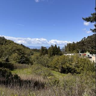 A Tranquil Glimpse of Tilden