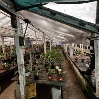 Inside a Sprawling Greenhouse in Broadmoor
