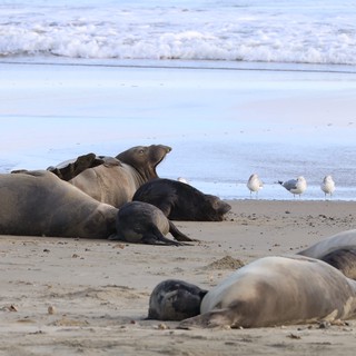 Elephant Seals Resting on Drakes Beach Shore