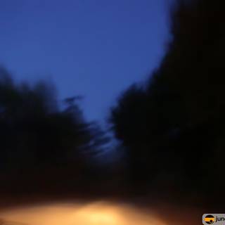 Night drive through woodland