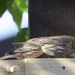 Feathered Friends at the Feeder