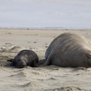 Mother and Pup Elephant Seals Resting on Drakes Beach