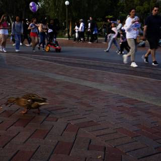 Duck Stroll Spectacle