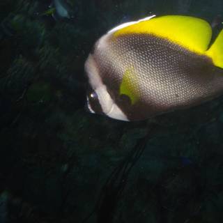 Striped Angelfish in Coral Reef