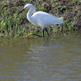 Snowy Egret Foraging in Shallow Water at Yolo Bypass