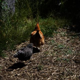 Chickens Exploring the Grasslands