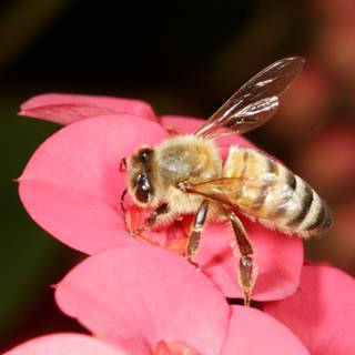 Buzzing Bee on Pink Flower