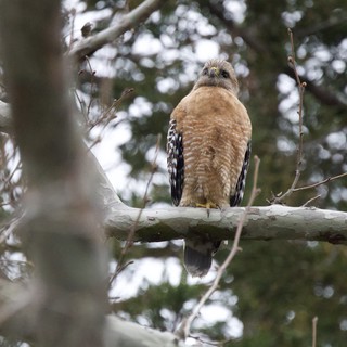 Red-Shouldered Hawk Perched on Winter Branch