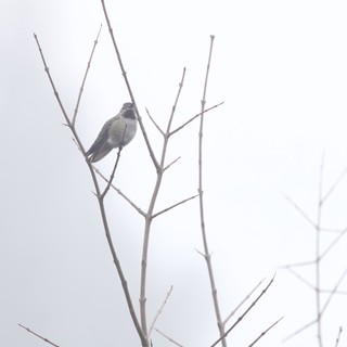 Hummingbird Perched on Bare Branch in Foggy Winter