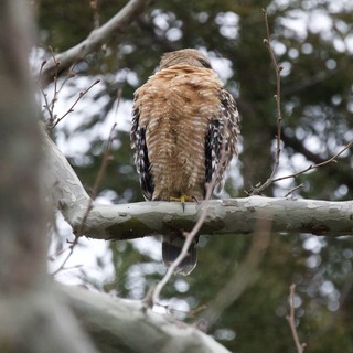 Red-Shouldered Hawk Perched in Bare Winter Tree